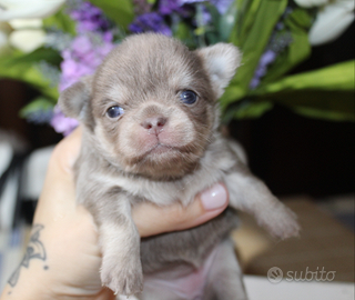 Chihuahua cuccioli con pedigree ENCI