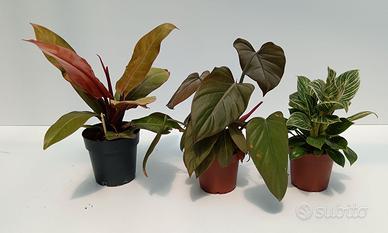 Bundle 3 Philodendron