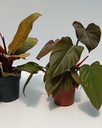Bundle 3 Philodendron