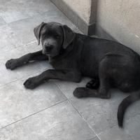 Cuccioli di Cane Corso