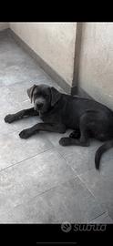 Cuccioli di Cane Corso