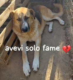 Aron 4 anni simil pastore tedesco