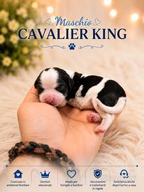 Cavalier king