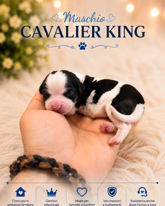 Cavalier king