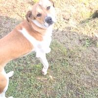 Cucciolo di 11 mesi taglia.media con microchip