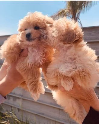 Cuccioli di Maltipoo