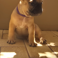 Bulldog francese