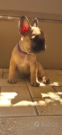 Bulldog francese