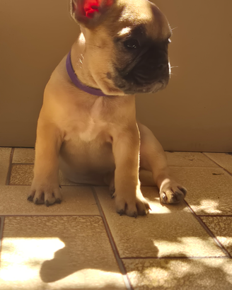 Bulldog francese
