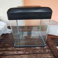 Acquario