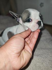 Bulldog francese perla