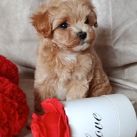 Maltipoo maschietto