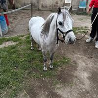 Miny Pony Falabella