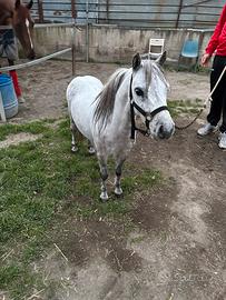 Miny Pony Falabella