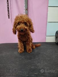Barboncino Toy red total di 5 mesi
