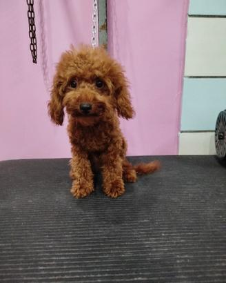 Barboncino Toy red total di 5 mesi