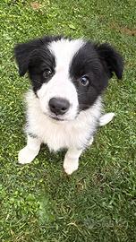 Cuccioli di Border Collie