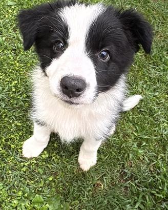 Cuccioli di Border Collie