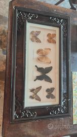 Farfalle da collezione 