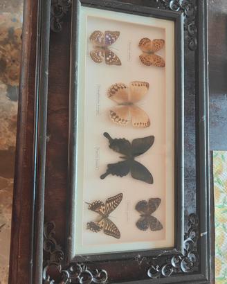 Farfalle da collezione 