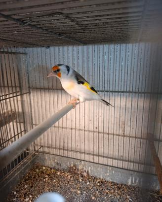 Cardellini mayor