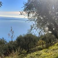 Uliveto