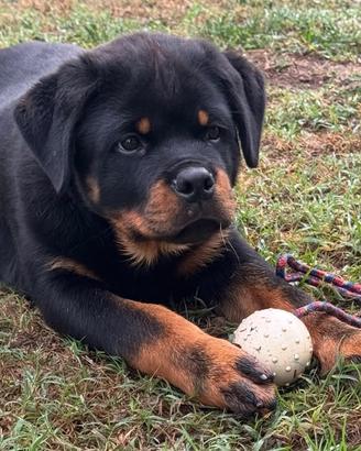 CuccioloiRottweiler 90 giorni pagamenti agevolati