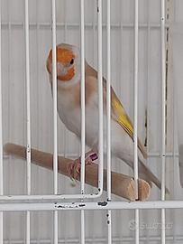 Cardellini Major Mutati