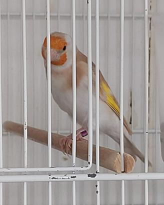 Cardellini Major Mutati