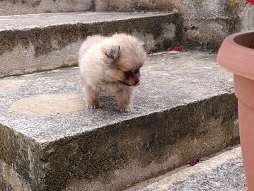 Spitz di pomerania