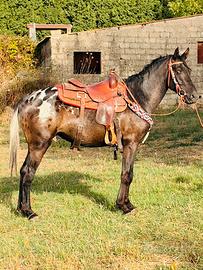 Cavallo APPALOOSA