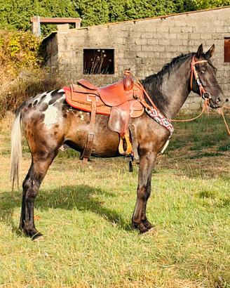 Cavallo APPALOOSA