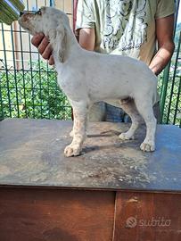 Setter inglese