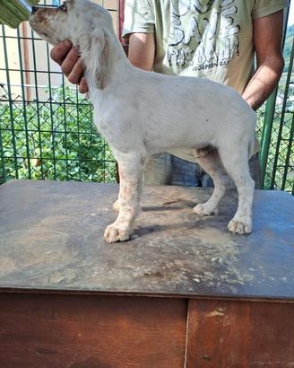 Setter inglese