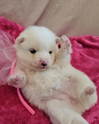 Cuccioli di volpino italiano