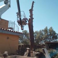Abbattimenti alberi