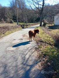 Pony