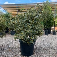 Pianta agrifoglio pon pon altezza 60/80 cm