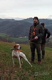 Pointer Inglese Pronto caccia