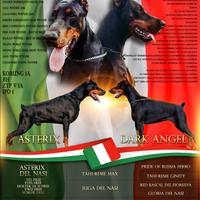 Cuccioli dobermann con pedigree