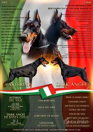 Cuccioli dobermann con pedigree