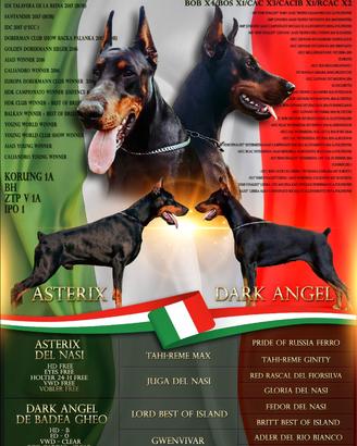 Cuccioli dobermann con pedigree
