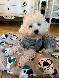 Barboncino FEMMINA TOY con Pedigree test genetic