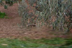 Terreni con coltivazione uliveto