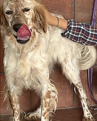 Setter inglese femmina
