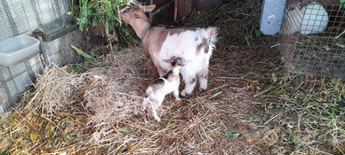 Capretta nana tibetana