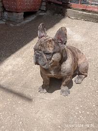 Bulldog Francese