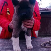 Cucciolo di akita americano 1 maschio e 1 femmina