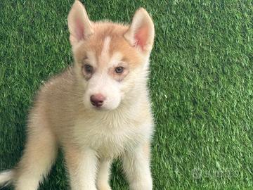 Husky