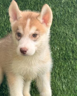 Husky